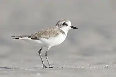 Image 7Lesser sand ploverPhotograph: JJ HarrisonThe lesser sand plover (Charadrius mongolus) is a small wader in the plover family of birds. This highly migratory species feeds on insects, crustaceans and annelid worms.More selected pictures