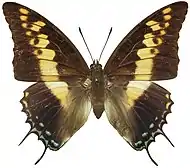 C. castor Female dorsal, from Maka, Central African Republic