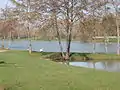 Geese and swan at the leisure lake