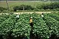 Picking chayote (Vietnam)