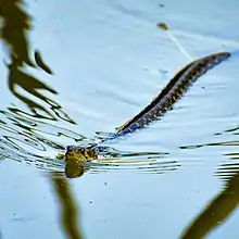 Checkered Keelback at Khulna