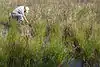 A researcher wearing a beige shirt and hat kneels in a wetland with tall grasses and pools of dark water. He is reaching into the soils of the wetland with one arm.