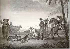 Hunting of Blackbuck with Cheetah