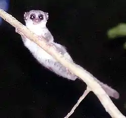 A fat-tailed dwarf lemur of the spiny forests and succulent woodlands