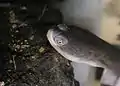 Chelodina oblonga head detail, Baby less than one year