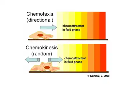 Chemokinesis