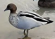 Australian wood duck