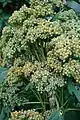 Quinoa plant before flowering