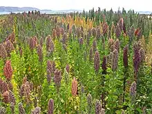 Image 7Quinoa field near Lake Titicaca. Bolivia is the world's second largest producer of quinoa. (from Economy of Bolivia)