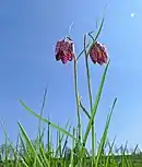 Flower of Fritillaria meleagris