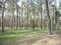 Summer in Cherkasy Forest