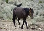 a dark-colored horse walking through sagebrush