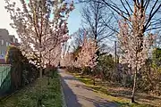 Cherry Tree Avenue