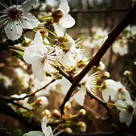 Cherry Blossoms are also present in the park.