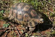 Angulate tortoise