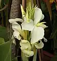 Canna 'Chesapeake', Armstrong