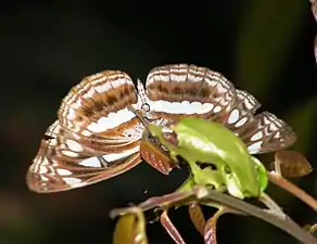 Ventral view