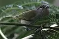 Female chestnut-vented conebill