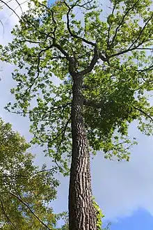 Quercus prinus