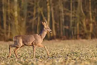 Roe deer