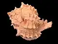 a shell of Hexaplex erythrostomus