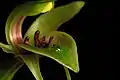 Labellum with highly modified calli in a species of Chiloglottis