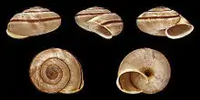 Chilostoma cingulatum baldense