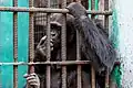 Chimpanzee in the Kinshasa Zoological Park