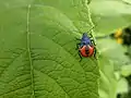 Euthyrhynchus floridanus, nymph