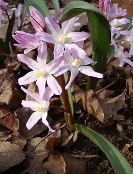 'Pink Giant'