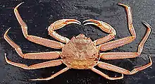 Crabs ( Chionoecetes bairdi )