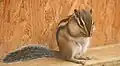 Eastern chipmunk