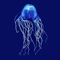 The sea wasp is the most lethal jellyfish in the world.