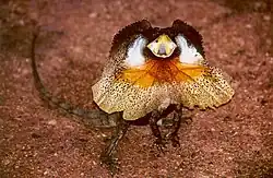 Frilled-neck lizard (Chlamydosaurus kingii)