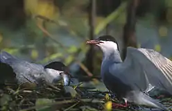 The whiskered tern is an insect-eating marsh tern