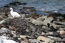 A pair on East Falkland