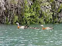 Parents with chicks in Tierra del Fuego