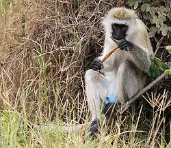 vervet monkey