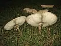 Chlorophyllum molybdites