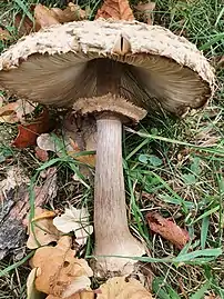 Double ring of Chlorophyllum rhacodes