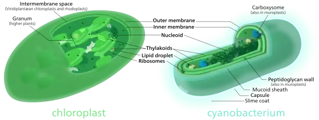 Comparison of chloroplasts and cyanobacteria showing their similarities. Both chloroplasts and cyanobacteria have a double membrane, DNA, ribosomes, and thylakoids.