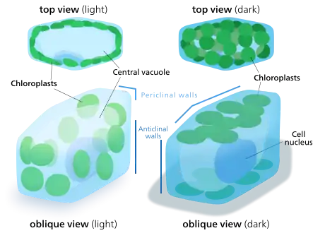 When chloroplasts are exposed to direct sunlight, they stack along the anticlinal cell walls to minimize exposure. In the dark they spread out in sheets along the periclinal walls to maximize light absorption.