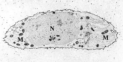 Transmission electron micrograph of a chondrocyte, stained for calcium, showing its nucleus (N) and mitochondria (M).