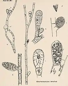 Illustration of "Choristocarpus tenellus"