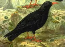 Red-billed choughPyrrhocorax pyrrhocorax