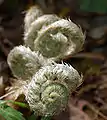 Coiled immature fronds