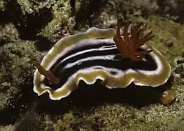 Chromodoris magnifica