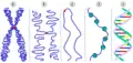 Simplified models of chromatin.