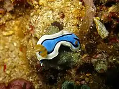 Chromodoris annae in the Philippines.