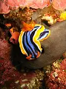 Chromodoris magnifica